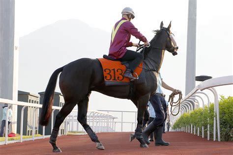 新聞 從化馬場 香港賽馬會