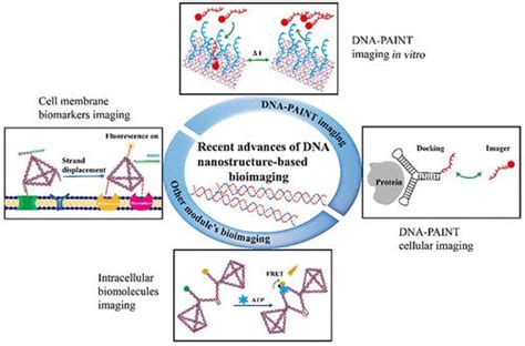 Recent Advances In Self Assembled Dna Nanostructures For Bioimaging Acs