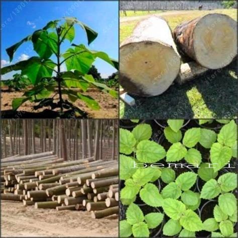 paulownia elongata paulownia seeds New forest tree seeds,fast growing ...