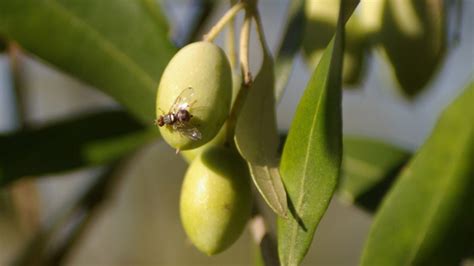 Lotta alla mosca dell olivo Parte II perchè usare i modelli