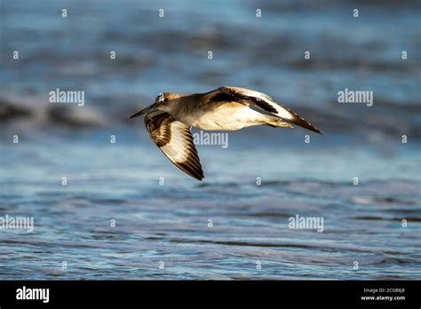 Sea Bird Flying Over Ocean Waves Hi Res Stock Photography And Images