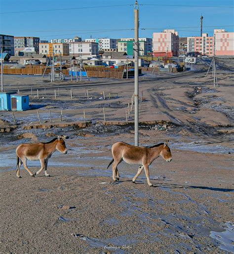 ФОТО: Хулангийн сүрэг Дорноговь аймгийн төвд орж иржээ | iSee.mn