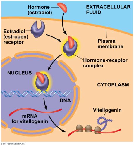 BIOL 273 DSM And Mastering A P Notes Introduction To Human Phys