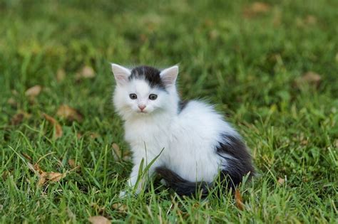 Conseils Pour Nourrir Un Chaton Avec Une Seringue