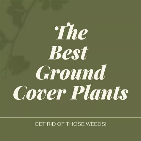 Best Ground Cover Plants Artofit