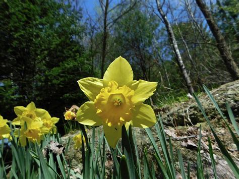 Daffodils In The Woods Photograph By Terry Corneau