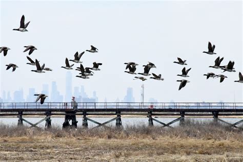 Why Wetlands Nyc Water Medium