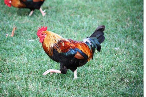 Complete Breed Facts A Leghorn Chicken Guide The Phat Hen