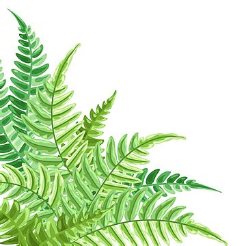 Fern Leaves Vector Art HD Images | Free Download on Pngtree