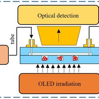 PDF Lab On Chip Platform For Culturing And Dynamic Evaluation Of