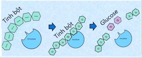 Giải SGK Sinh học 10 Bài 10 Cánh diều Sự chuyển hóa năng lượng và enzyme