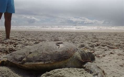 Tartaruga verde é encontrada morta em praia de Ilhéus sul da Bahia