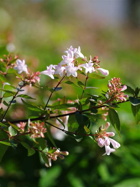 Abelia X Grandiflora Lake Maggiore Beth Chattos Plants And Gardens