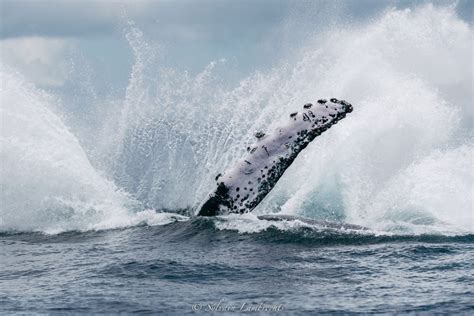 Whale Watching South Of Costa Rica Freediving Uvita