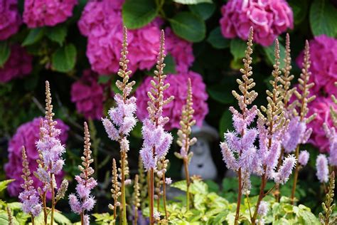 Cu Ndo Es La Mejor Poca Para Plantar Astilbe Flores Y Plantas Iris