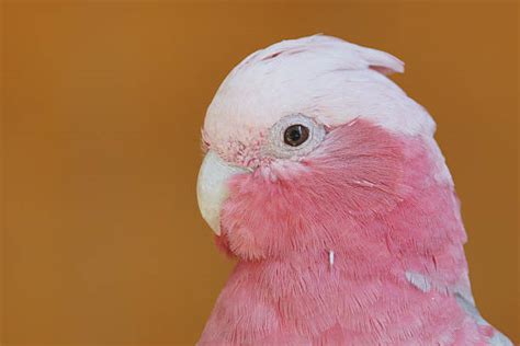 Royalty Free Galah Bird Pictures, Images and Stock Photos - iStock