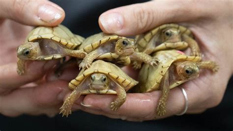 Turtle Hatchlings Welcomed At OKC Zoo