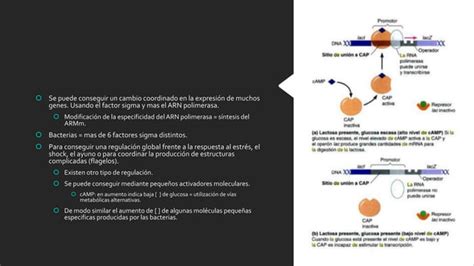 Niveles de regulación genética en bacterias PPT