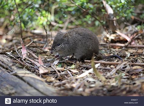 Most Viewed Potoroo Wallpapers 4k Wallpapers