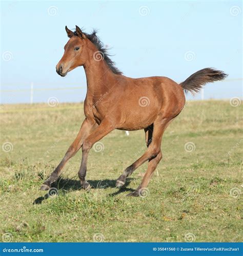 Perfect Arabian Horse Foal Running on Pasturage Stock Photo - Image of domestic, filly: 35041560