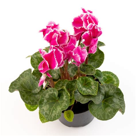 Cyclamen Hederifolium Ivy Leaved Cyclamen Sowbread With Pink Flowers