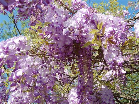 Glicynia Chi Ska Wisteria Sinensis Opis Wygl D Wymagania Uprawa