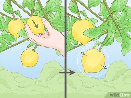 How to Prune a Lemon Tree: Expert Tips for Beginners