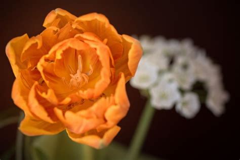 Free Images Blossom Petal Bloom Yellow Flora Close Up Petals