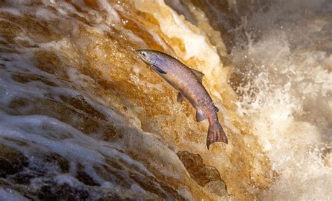 salmon migration routes discovered  historical data earthcom