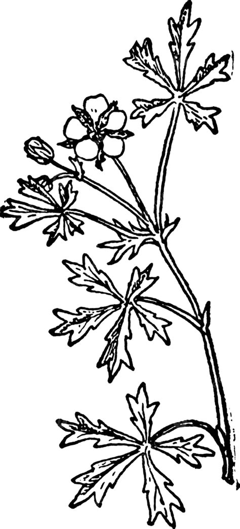 Silvery Cinquefoil Vintage Illustration Rose Plant Illustration Vector