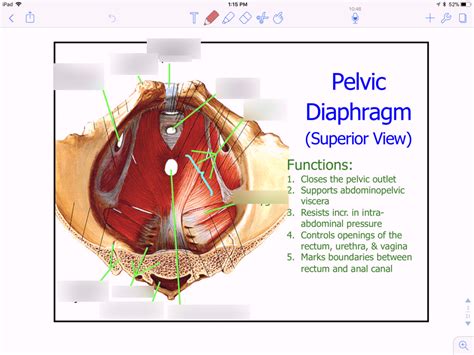 Pelvic Diaphragm Superior View Diagram Quizlet