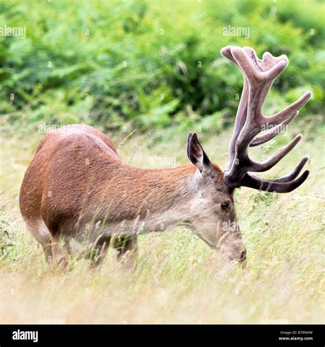 Wild Male Red Deer Stock Photo Alamy