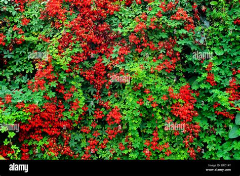 Red Tropaeolum Speciosum Climbing Plant Climber Creeper Growing Stock