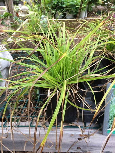 Carex sprengellii ‘Long Beaked Sedge’ – 1 quart – Catskill Native