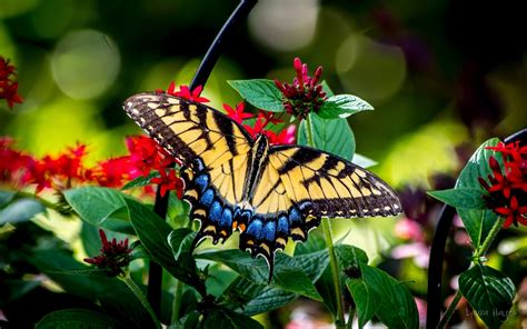 Fonds D Cran Papillon Fleurs Macro X Hd Image