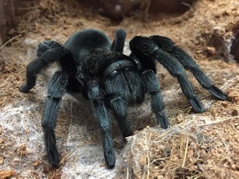 BRAZILIAN BLACK TARANTULA - BCA Zoo