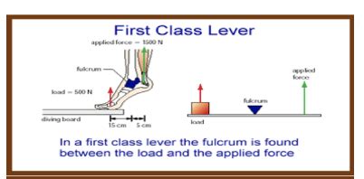 Exam Review Biomechanics Flashcards Quizlet