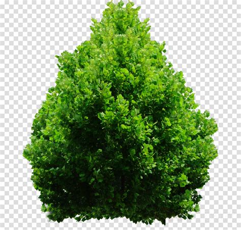 Download Download Shrub Png Clipart Shrub Clip Art Tree Grass