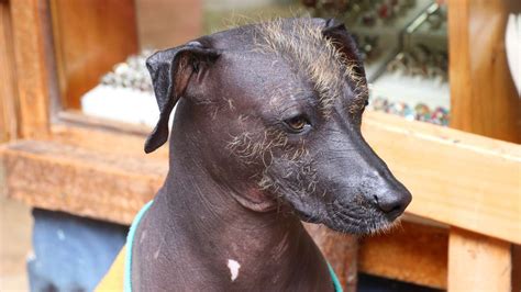 Calvas En Perros Por Qu Aparecen