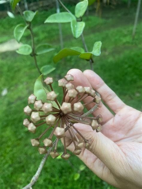 KabuHOYAn: Mga Pagsubok at Tagumpay sa Pagpapatakbo ng Microgrow Garden ...