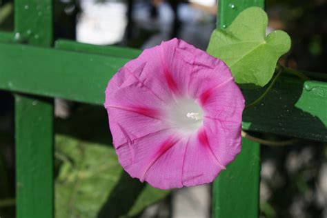 Ипомея: Описание, Сорта, Посадка, Уход | 50 Фото+Отзывы