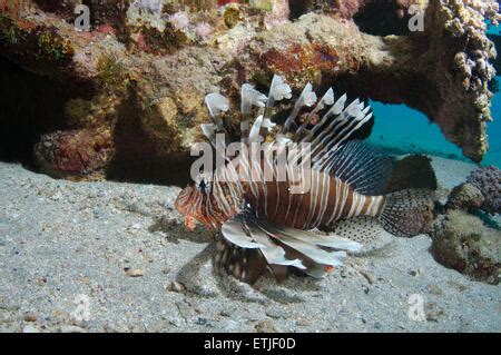 Firefish Turkeyfish Rotfeuerfisch Stock Photo Alamy