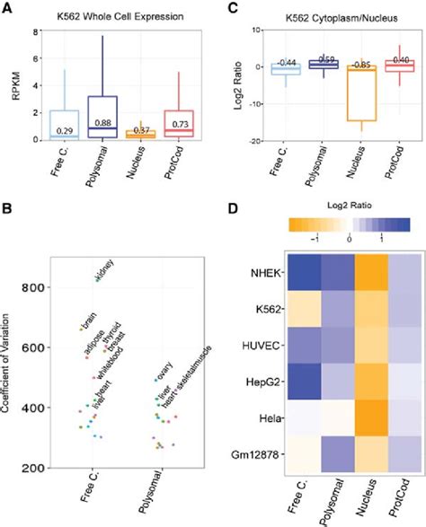 Expression Of Cytoplasmic And Ribosome Associated Lncrnas In Human