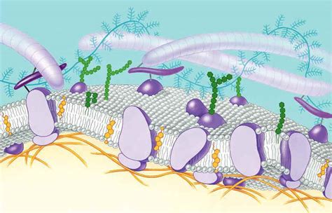 Cell Membrane Ppt Qs Bi Biology Junction