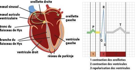 L activité électrique du cœur Fédération Française de Cardiologie Ffc