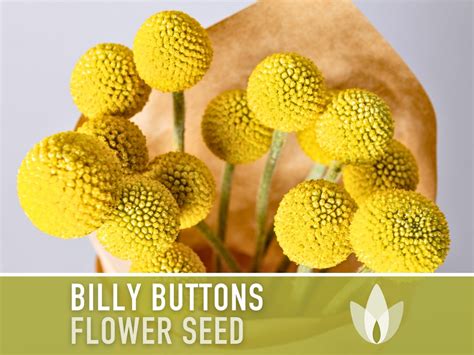 Billy Buttons Drumsticks Flower Seeds Heirloom Seeds Drumstick Flower