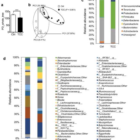 TCC Increased AOM DSS Induced Colon Cancer In C57BL 6 Mice A