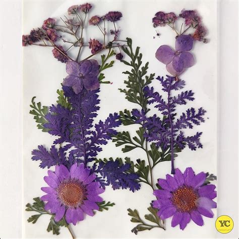 Purple 10 12 Pcs Assorted Natural Real Dried Pressed Flowers For