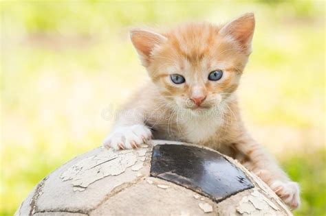 Gatinho Uma Bola De Futebol Foto De Stock Imagem De Preto Objeto