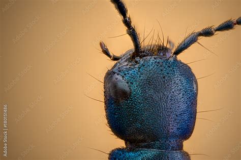 Staphylinidae Stock Photo | Adobe Stock